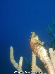 Longsnout seahorse photographed in Saba, Netherland Antil... by Yvette Bezuidenhout 